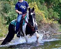 black-tobiano-horse