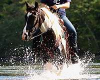 endurance-friesian-horse