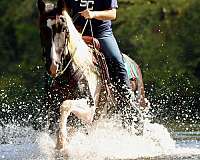 natural-horsemanship-training-friesian-horse