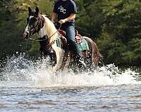 ranch-friesian-horse