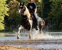 roping-friesian-horse