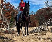 natural-horsemanship-training-gelding-stallion