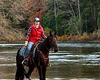 husband-safe-friesian-horse