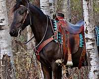 trail-friesian-horse