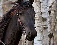 trail-riding-friesian-horse