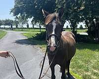 charlie-crossbred-pony