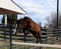 farrier-crossbred-pony