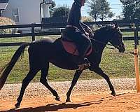 four-year-old-crossbred-pony