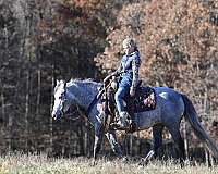 trail-riding-pony