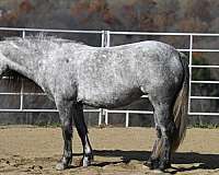 grey-pony-gelding