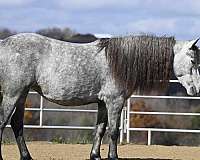 grey-beginner-pony