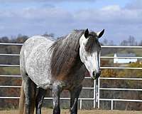 grey-jumping-pony