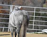 grey-kid-safe-pony