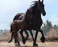 b-book-friesian-foal-horse