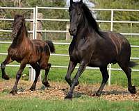 breeding-season-friesian-horse