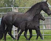 ultrasound-friesian-horse