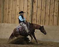 beginner-quarter-horse