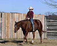 husband-safe-quarter-horse