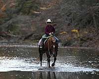 kid-safe-quarter-horse