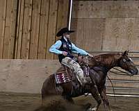 ranch-versatility-quarter-horse