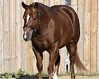 trail-class-competition-quarter-horse