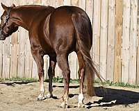 western-dressage-quarter-horse