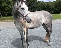 dappled-horse