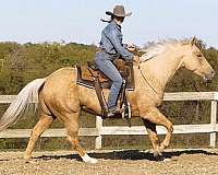 palomino-quarter-horse-mare