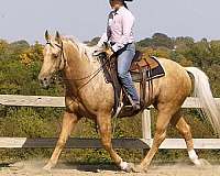 ranch-versatility-quarter-horse