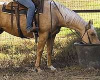 ranch-work-quarter-horse