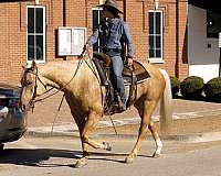 reined-cow-quarter-horse