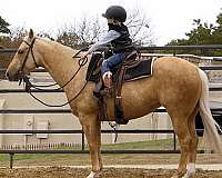 reining-quarter-horse