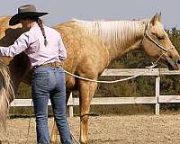 trail-riding-quarter-horse