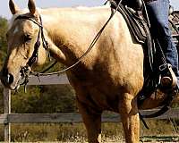 palomino-ranch-horse