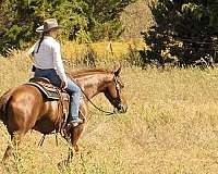 ranch-quarter-horse