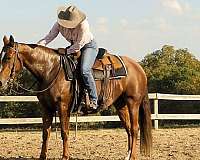 ranch-versatility-quarter-horse