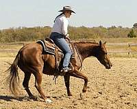 ranch-work-quarter-horse