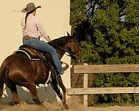 reining-quarter-horse