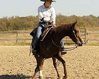 roping-quarter-horse