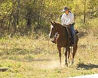 trail-quarter-horse