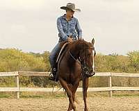 trail-riding-quarter-horse