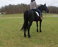 black-none-horse