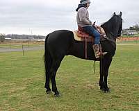 ridden-western-friesian-horse