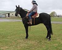 trail-friesian-horse