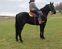 trail-riding-friesian-horse