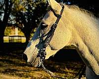 quarter-horse-gelding