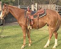 all-around-pleasure-driving-quarter-horse