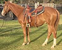 all-around-pleasure-driving-gelding