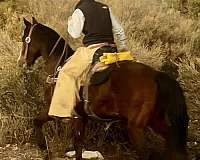 trail-riding-quarter-horse