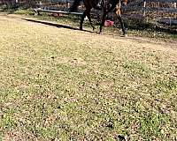 thoroughbred-gelding